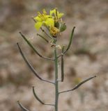 Image of taxon representative. Author is Денис Мирин