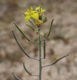 Diplotaxis tenuifolia