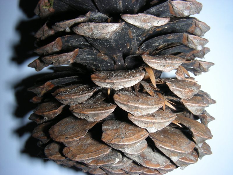 Image of Pinus pinaster specimen.