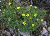 Potentilla biflora. Цветущее растение. Забайкалье, хребет Кодар. 24.07.2010.