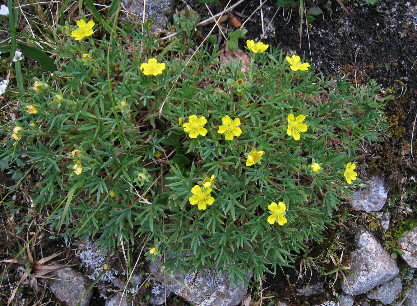 Изображение особи Potentilla biflora.