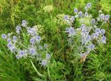 Eryngium planum. Цветущие растения. Нижегородская обл., Кстовский р-н, берег р. Кудьма. 14.07.2011.