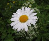 Leucanthemum vulgare. Соцветие. Ленинградская обл., Ломоносовский р-н, окр. дер.Таменгонт. 27.06.2009.