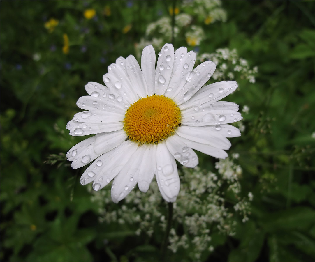 Изображение особи Leucanthemum vulgare.