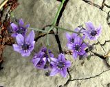 Solanum kitagawae