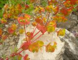 Euphorbia petrophila. Соплодия. Черноморское побережье Кавказа, Новороссийск, долина реки Дюрсо, щебнистый склон. 11 июня 2011 г.