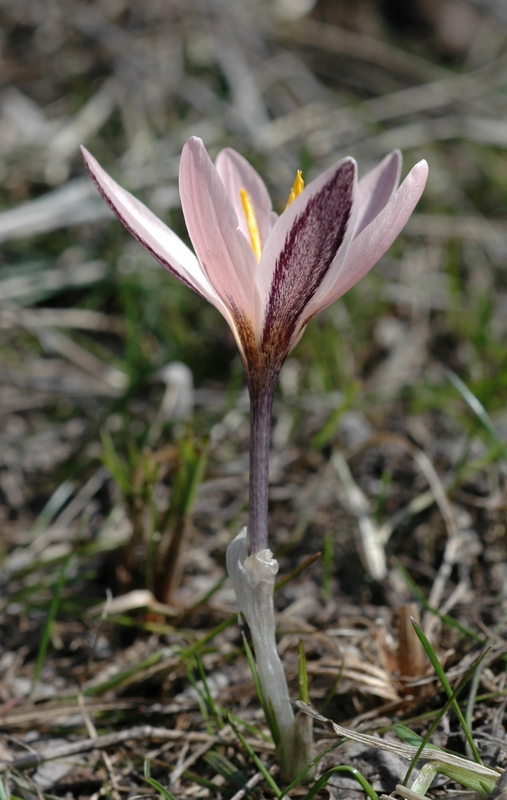 Изображение особи Crocus alatavicus.