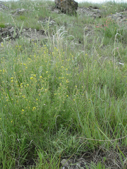 Изображение особи Medicago cancellata.