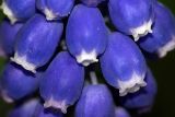 род Muscari