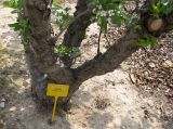 Crataegus azarolus. Основание ствола. Испания, г. Валенсия, учебная делянка Политехнического Университета Валенсии. 3 апреля 2012 г.