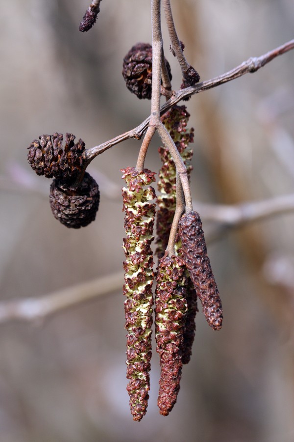 Изображение особи Alnus incana.