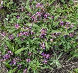 Astragalus megalanthus. Цветущее растение. Казахстан, Восточно-Казахстанская область; Западный Алтай, скл. Ульбинского хребта, окр. с.Ушановское. 02.05.2012.