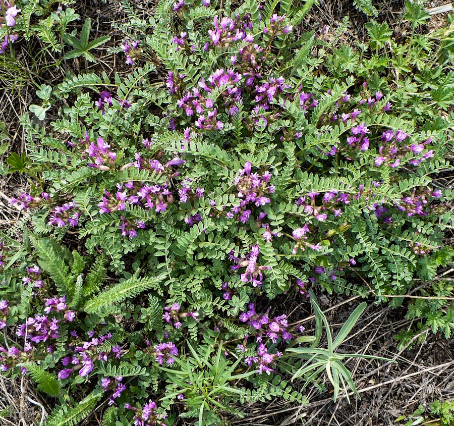 Image of Astragalus megalanthus specimen.