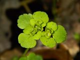 Chrysosplenium alternifolium