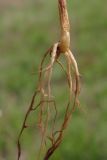 Ranunculus arvensis