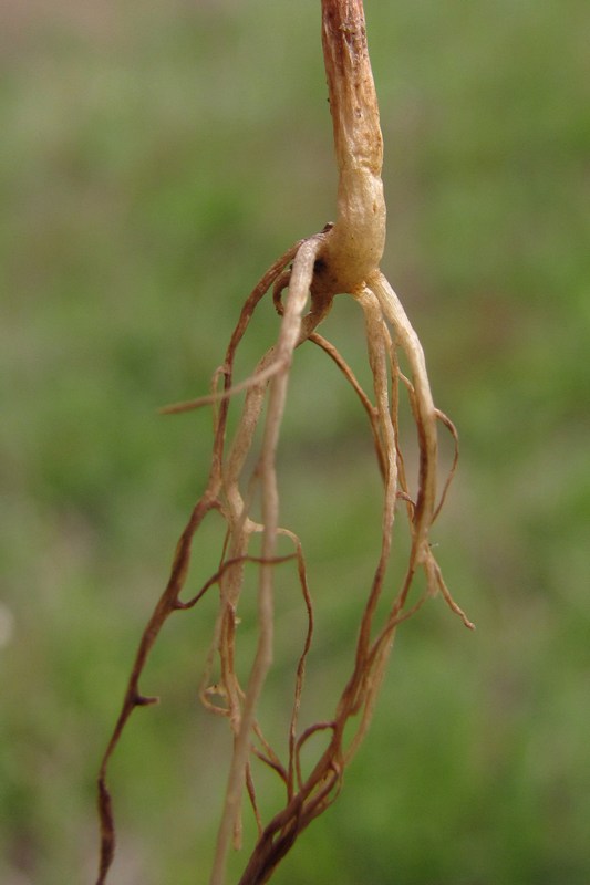 Image of Ranunculus arvensis specimen.