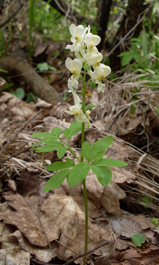 Image of Corydalis marschalliana specimen.