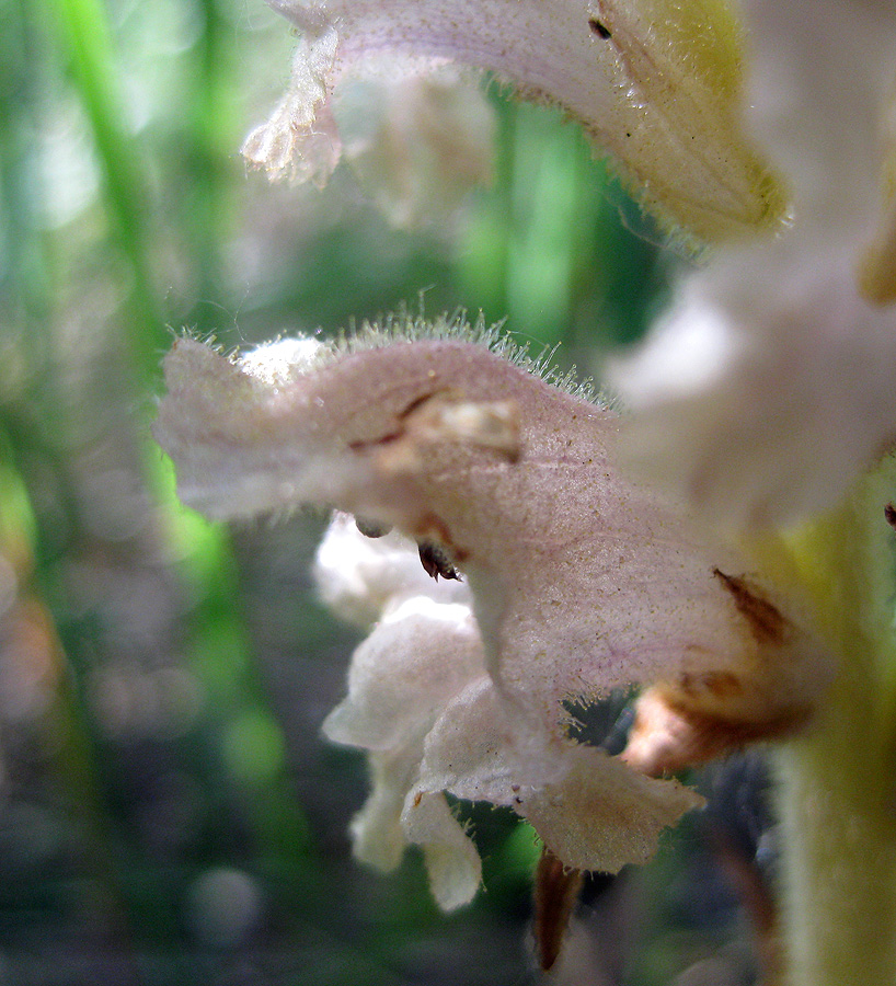 Изображение особи Orobanche caryophyllacea.