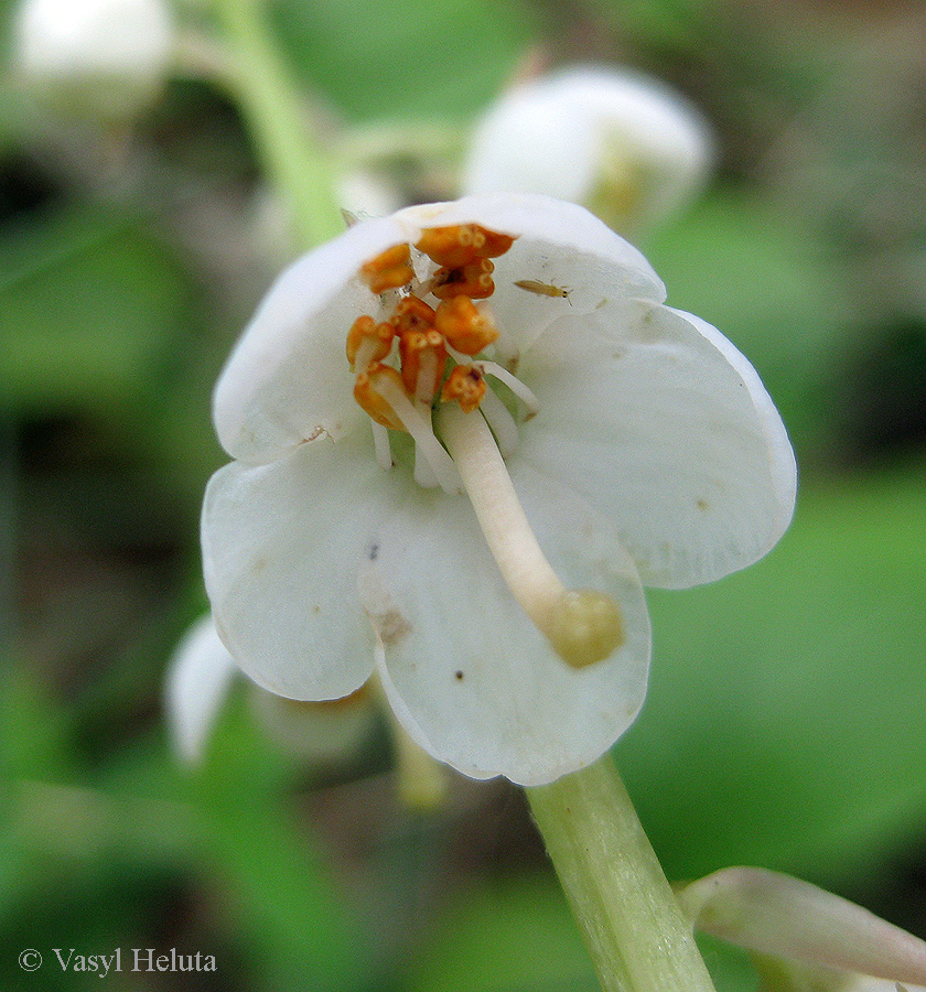 Image of Pyrola rotundifolia specimen.