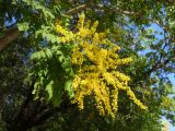 Koelreuteria paniculata. Верхушка ветви с соцветием. Южный берег Крыма, окрестности пгт Партенит, мыс Плака, у моря. 20 мая 2012 г.