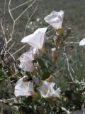 Convolvulus fruticosus. Побег с цветками и кормящимся жуком-нарывником (Hycleus cf. quatuordecimpunctatus). Казахстан, Актюбинская обл., Шалкарский р-н, южнее пос. Берчогур (Биршагыр); горы Мугоджары, восточный макросклон, пологий склон сопочного увала; пятно серополынной пустыни среди сухой бедноразнотравно-ковыльной степи. 18.05.2012.