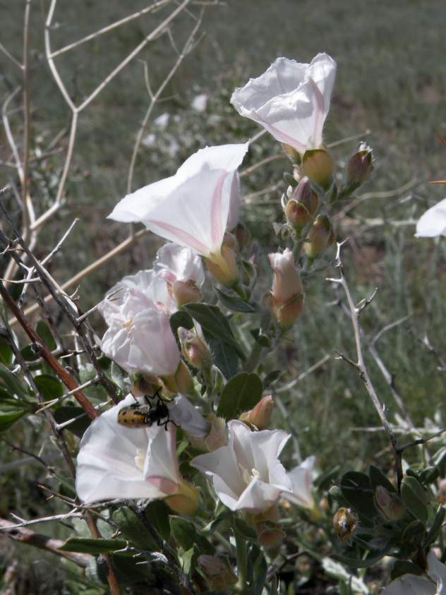 Image of Convolvulus fruticosus specimen.