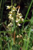 Epipactis palustris