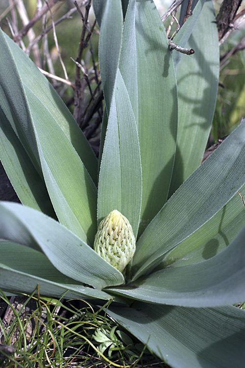 Изображение особи Eremurus regelii.