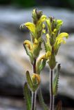 Pedicularis tristis