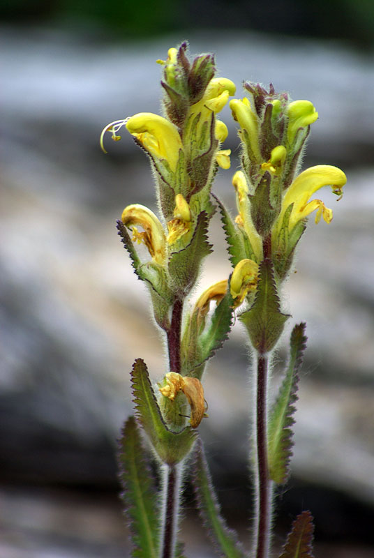 Изображение особи Pedicularis tristis.