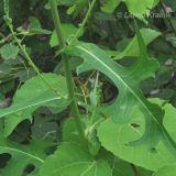 Lactuca indica. Часть побега с листьями и нераспустившимися соцветиями. Приморский край, Уссурийский гор. округ, окр. с. Монакино. 10.08.2012.