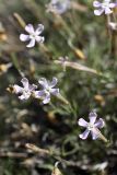 Silene guntensis. Цветки. Южный Казахстан, хр. Боролдайтау, ущ. Кенозен; 1020 м н.у.м. 01.05.2012.
