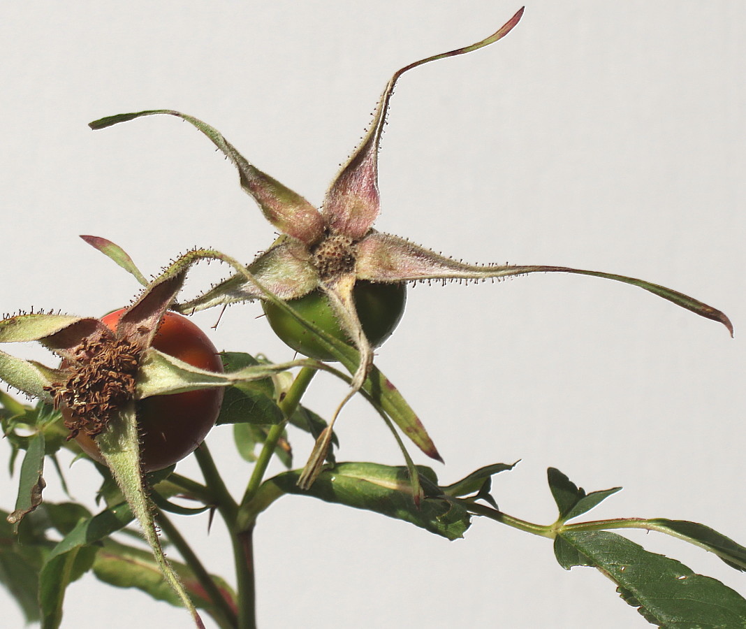 Image of Rosa carolina specimen.