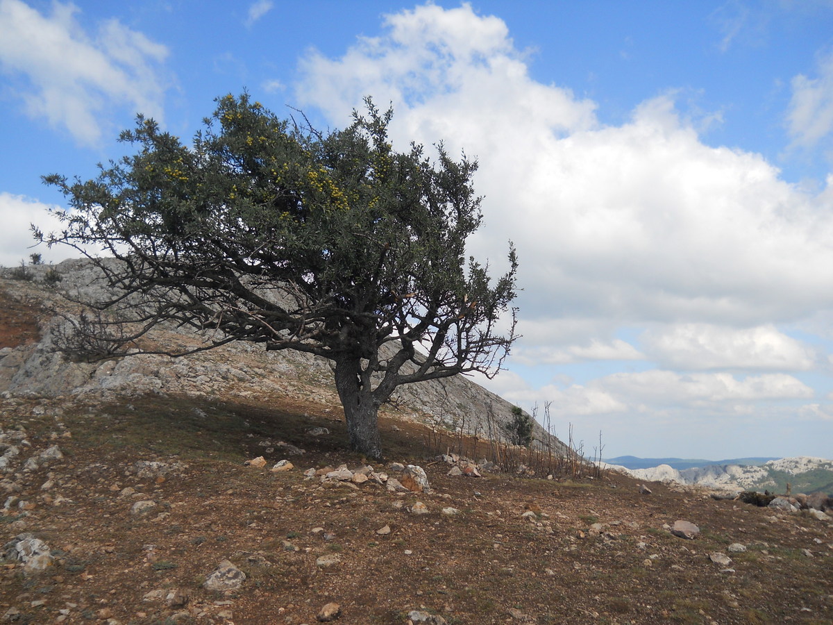 Image of Pyrus elaeagrifolia specimen.