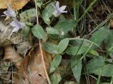 Gadellia lactiflora