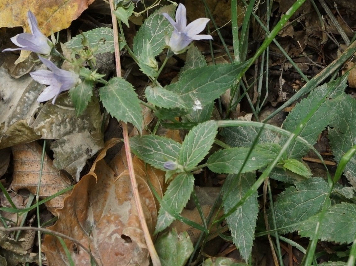 Image of Gadellia lactiflora specimen.