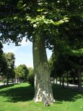 Platanus orientalis. Ствол и нижняя часть кроны. Австрия, Вена, Народный парк. 10.09.2012.