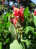 genus Canna. Соцветие с цветками и завязавшимися плодами. Австрия, Вена, парк Ратхаус. 10.09.2012.