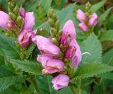 Chelone obliqua