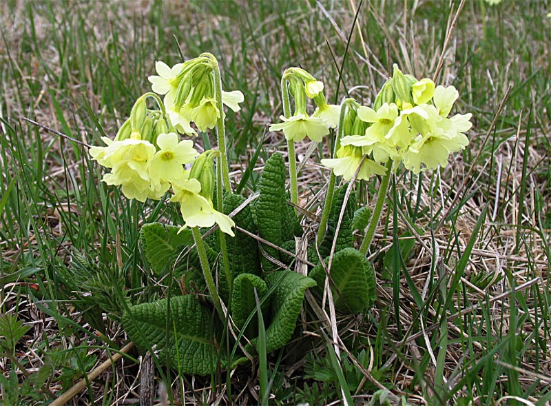 Image of Primula ruprechtii specimen.