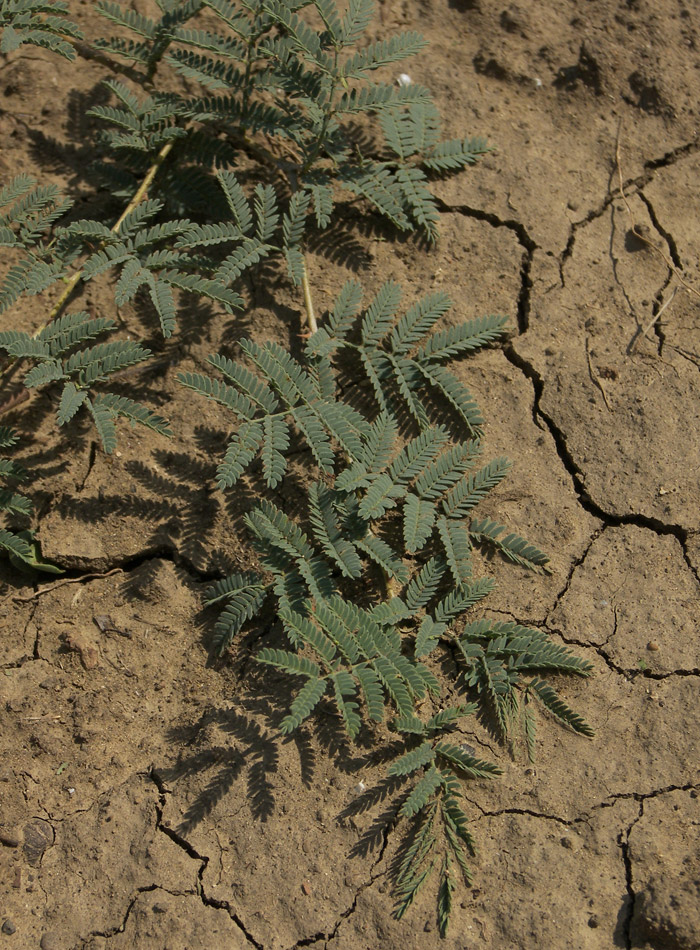 Image of Lagonychium farctum specimen.