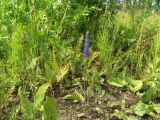 Veronica spicata