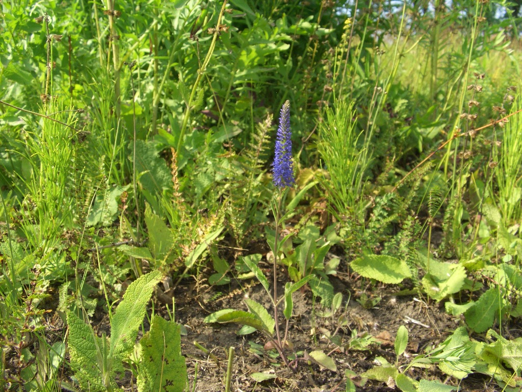 Image of Veronica spicata specimen.