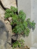 Artemisia absinthium