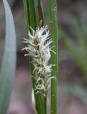 Carex flacca. Женское соцветие. Israel, Mount Carmel. Март 2008 г.