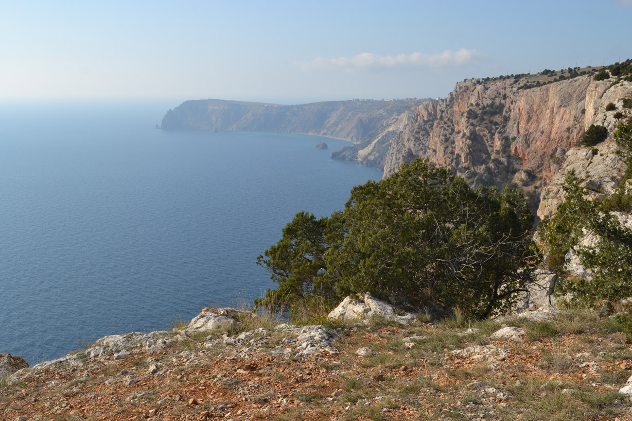 Изображение особи Juniperus excelsa.