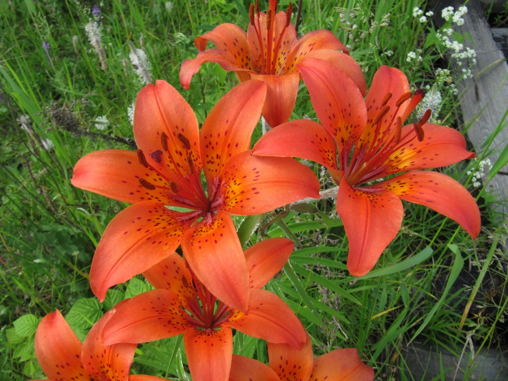 Изображение особи Lilium pensylvanicum.