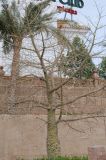Ceiba speciosa. Покоящееся дерево. Египет, Синай, Шарм-эль-Шейх. 23.02.2009.