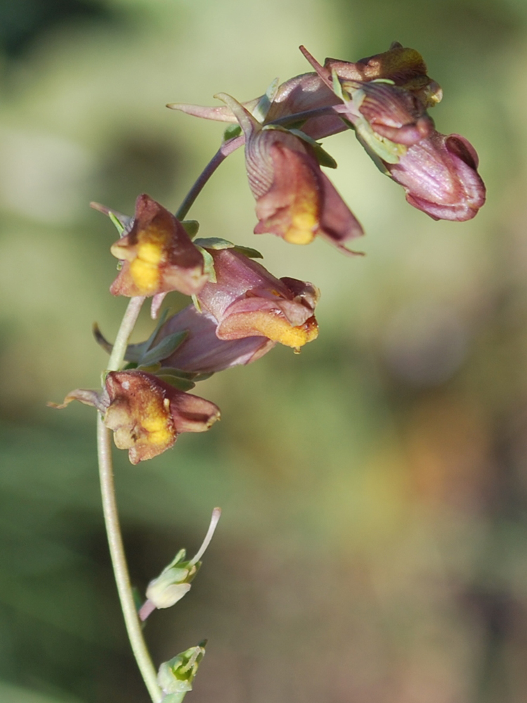 Изображение особи Linaria popovii.