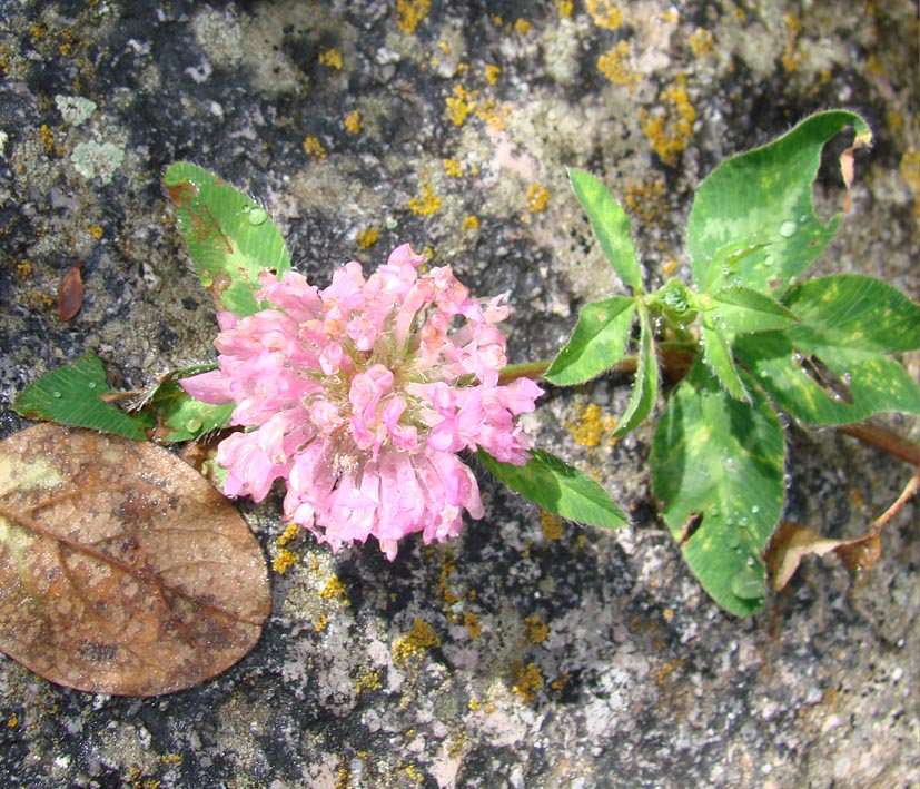 Изображение особи Trifolium pratense.